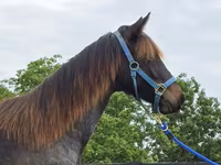 Mare, Rocky Mountain Horse — photo 3