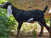 Cabra, Nubian Goat — foto 3