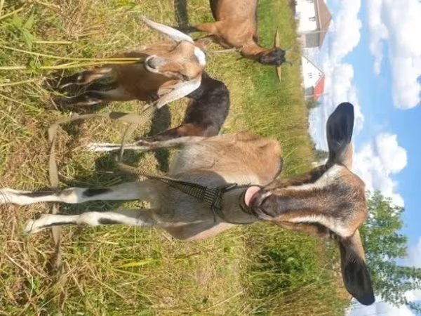 Cabra, Nubian Goat