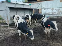 Bull, Russian Black pied cattle — photo 4