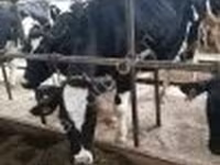 Vaca, Swiss cattle — foto 3