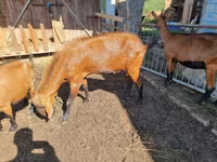 公山羊, Goats — 照片 2