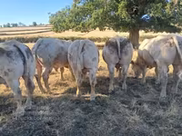 Toro, Raza de vaca — foto 7