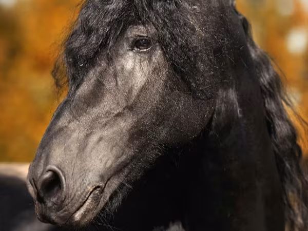 Hengst, Friesian