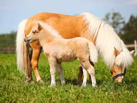 Caballo, American shetland pony — foto 2