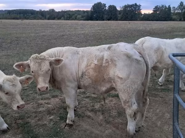 Toro, Charolais cattle
