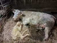 Toro, Charolais cattle — foto 2