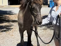 Stute, Rocky Mountain Horse — Foto 4