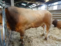 Бух, Partenaise cattle — 2 зураг