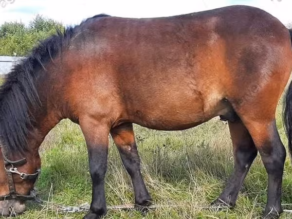 Caballo, American shetland pony