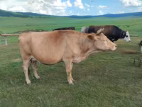 Vaca, Ganado vacuno — foto 2