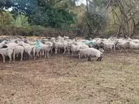 نعجة, Baerchuke sheep — الصورة 2
