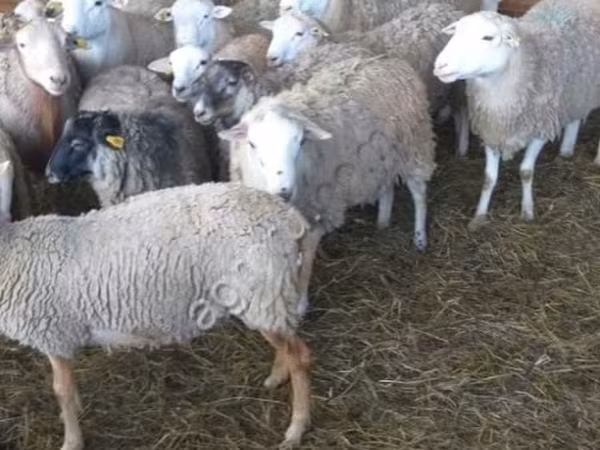 كبش, Katum sheep — روسيا