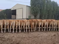 Үнээ, Лимузин үхэр — 4 зураг