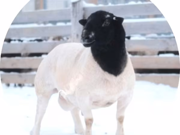 كبش, Dorper sheep