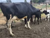 Vaca, Russian Black pied cattle — foto 1
