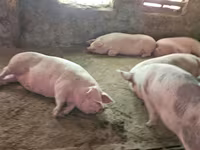 Säue, Schweine — Foto 4