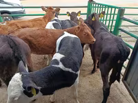 Vaca, Vaca Limousin — foto 7
