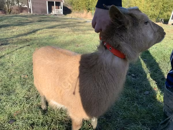 Goat, Goats — Russia