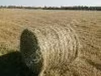 Сено — Foto 2