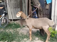 Хуц, Edilbay sheep — 7 зураг