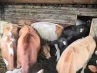 بقرة, Simmental cattle — الصورة 5