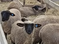 Schaf, Blackheaded Persian sheep — Foto 3