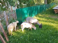 عنزة, Kejobong goat — الصورة 3