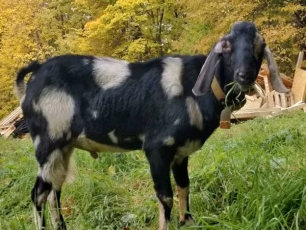 Cabro, Nubian Goat — Rusia