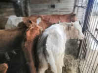 بقرة, Simmental cattle — الصورة 6