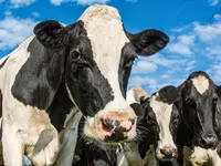 Bulle, Russian Black pied cattle — Foto 7