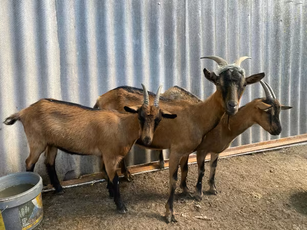 Goat, Goats