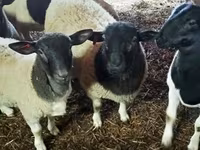 كبش, Dorper sheep — الصورة 2