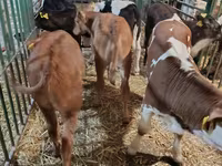 Vaca, Vaca Limousin — foto 5
