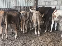 公牛, Aberdeen-Angus — 照片 3