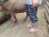 كبش, الأغنام — الصورة 3