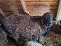 Carnero, Edilbay sheep — foto 2