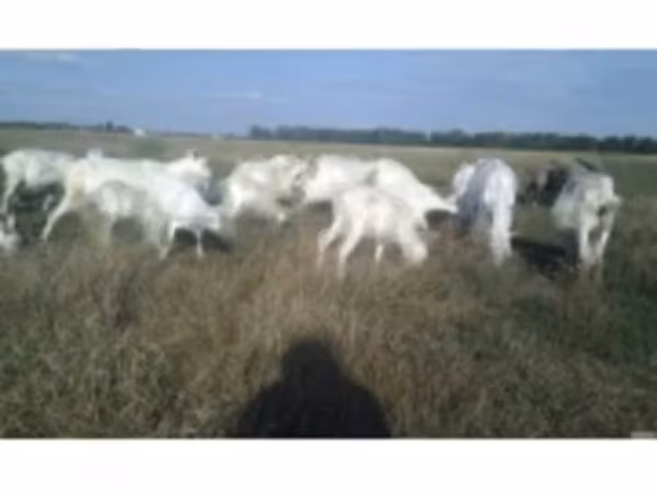 Cabro, Cabras — Rusia