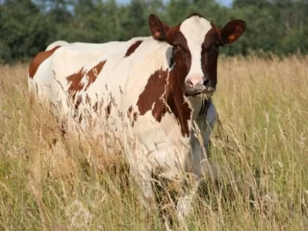 Vaca, Raza Holstein — Rusia