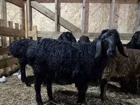 كبش, Baerchuke sheep — الصورة 1
