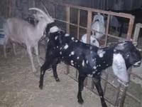 Cabro, Beetal goats — foto 2