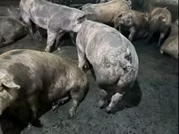 Säue, Schweine — Foto 1