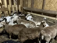 كبش, Katum sheep — الصورة 1
