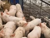 Eber, Schweine — Foto 2