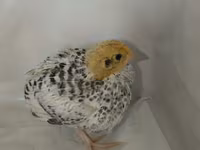 Quails — 5 зураг