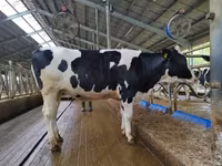 Cow, Hereford — photo 6