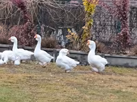 Geese — الصورة 6