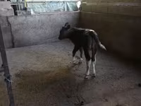 सांड, मवेशी — फ़ोटो 1