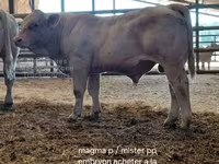 ثور, Charolais cattle — الصورة 7