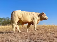Bulle, Charolais cattle — Foto 2
